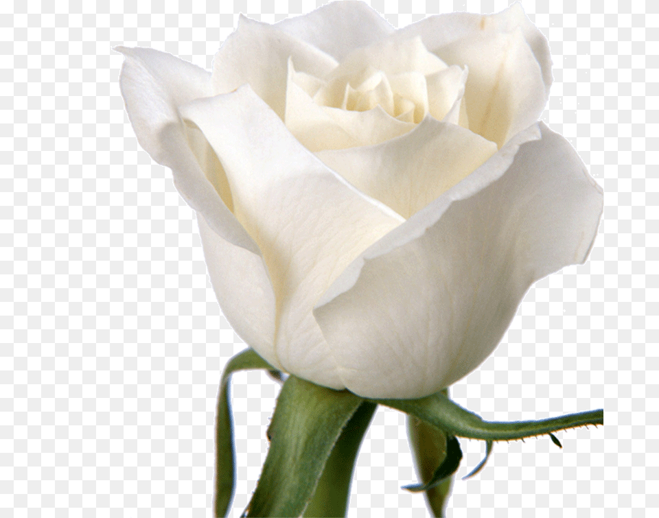 Rose Flower White Wallpaper White Roses Download 800 Heart Touching Good Morning Love Quotes, Plant Png