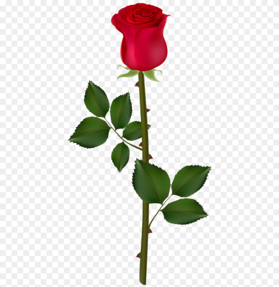 Rose Flower With Thorns, Plant Png Image