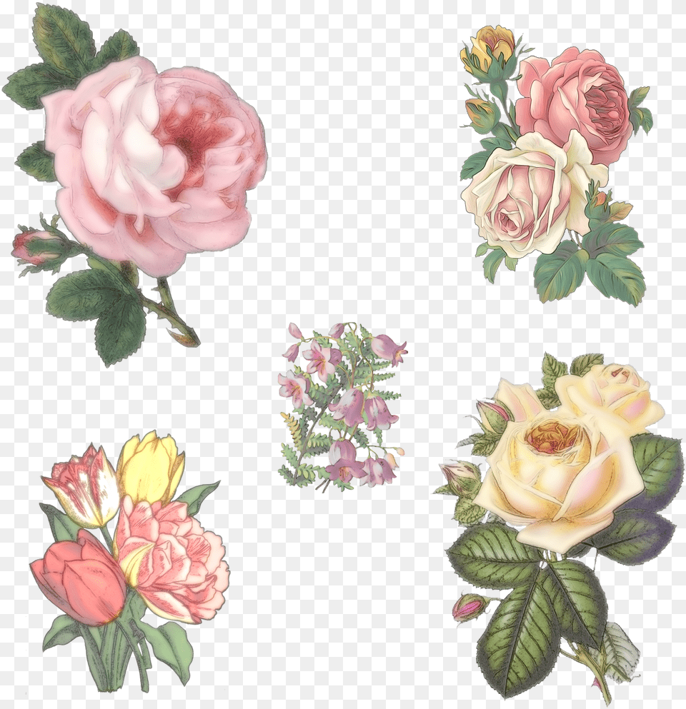 Rose Flowers Campanula Photo Aesthetic Flower Transparent, Plant, Petal, Pattern, Graphics Png