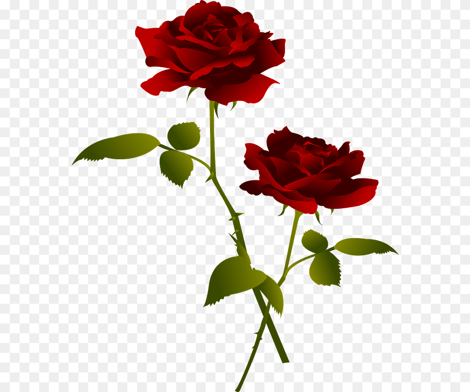 Rose Flowers Clipart, Flower, Plant Free Transparent Png