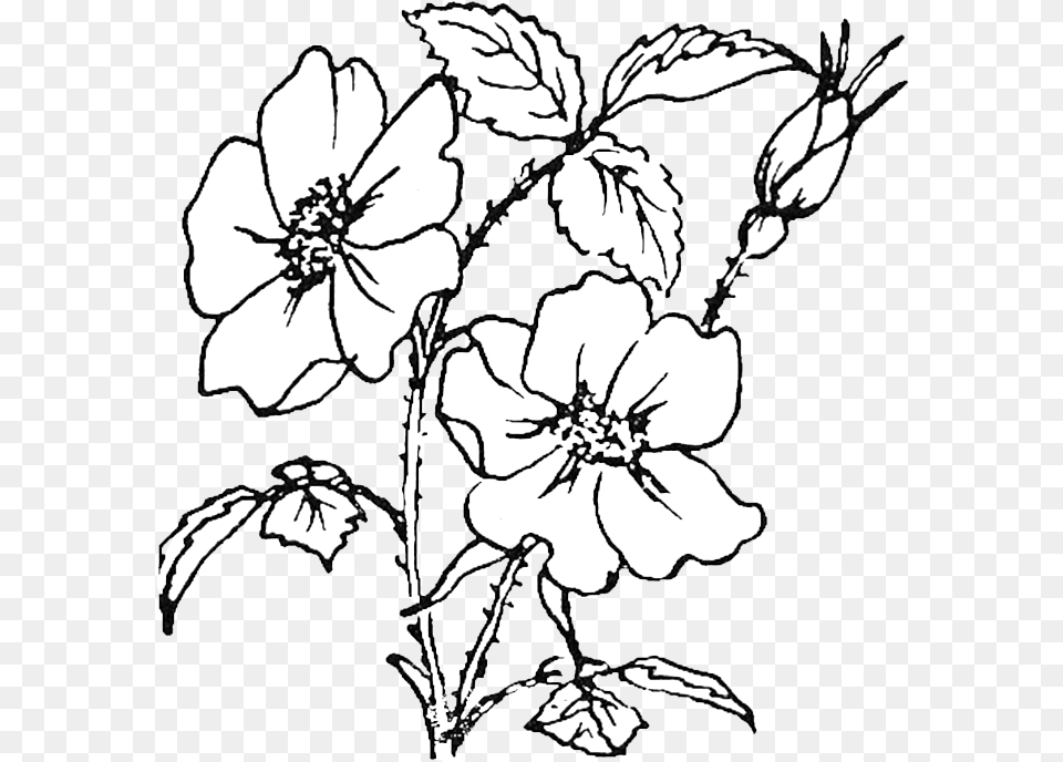 Rose Flowers Coloring Pages, Art, Flower, Plant, Pattern Free Png Download