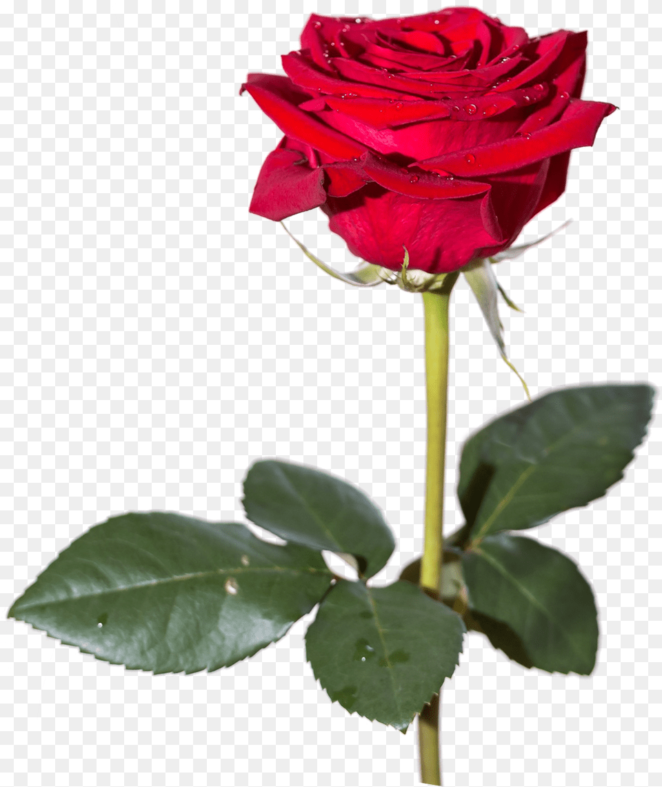 Rose Flowers Image Red Rose Flower, Plant Free Png Download