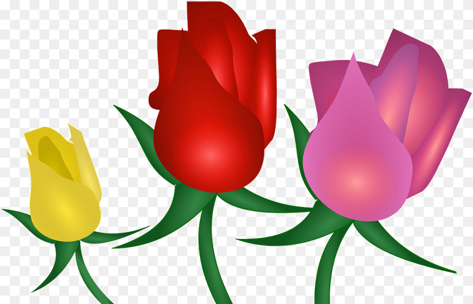 Rose Flowers Floral Portable Network Graphics, Flower, Plant, Tulip, Petal Free Transparent Png