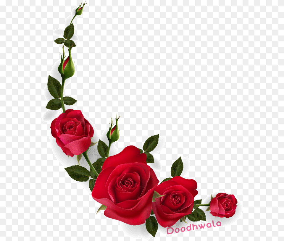 Rose Flowers Gif Plant, Flower, Flower Arrangement, Flower Bouquet Free Transparent Png