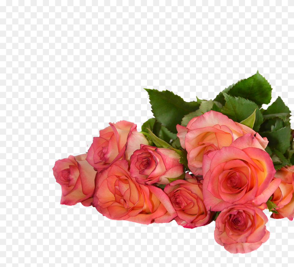 Rose Flowers Nature Transparent Photo On Pixabay Rose Flowers With Transparent Background, Flower, Flower Arrangement, Flower Bouquet, Plant Free Png Download