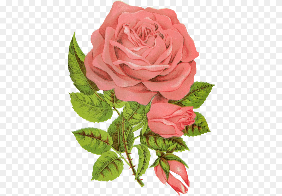Rose Followers, Flower, Plant, Leaf Png Image