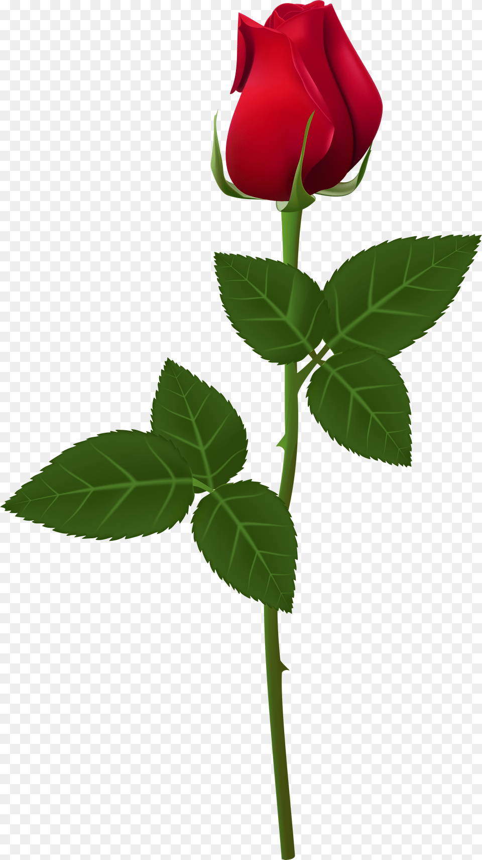 Rose For Picsart, Flower, Plant, Leaf Png Image