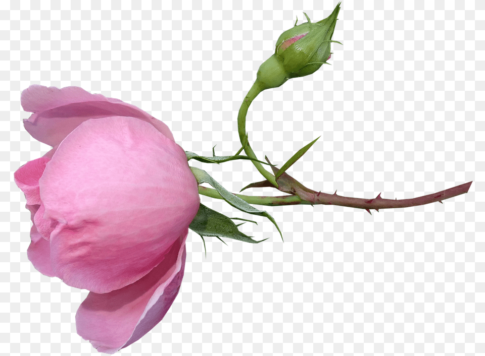 Rose Fragrant Perfume Bud Stem Flower Garden Garden Roses, Geranium, Plant, Sprout, Petal Png