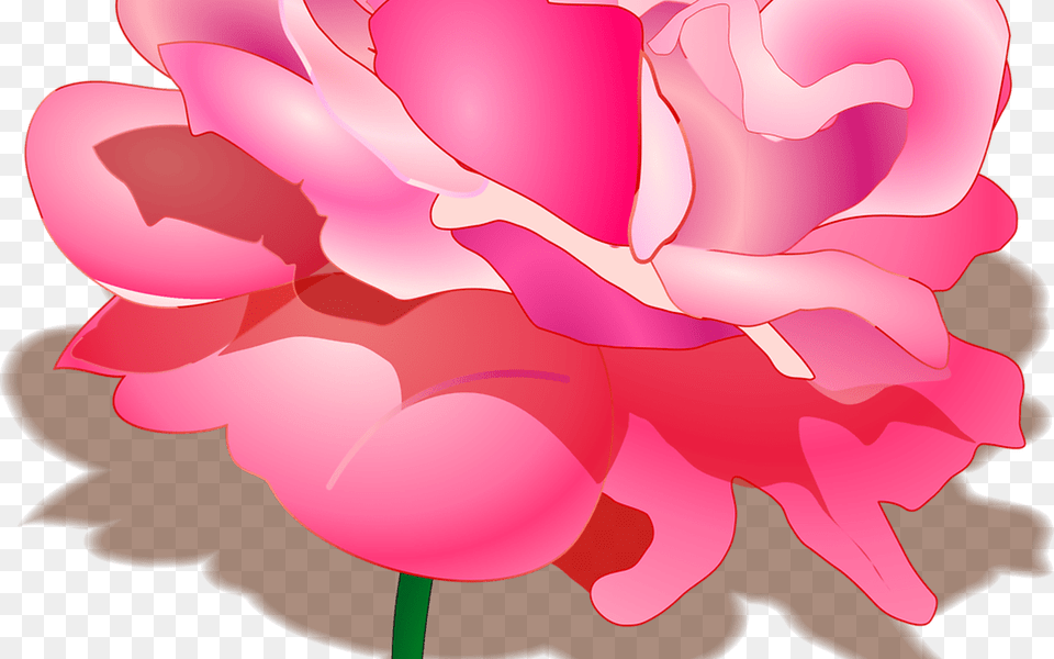 Rose Free Stock Photo Illustration Of A Pink Rose Peony Clipart Transparent Background, Carnation, Flower, Geranium, Petal Png