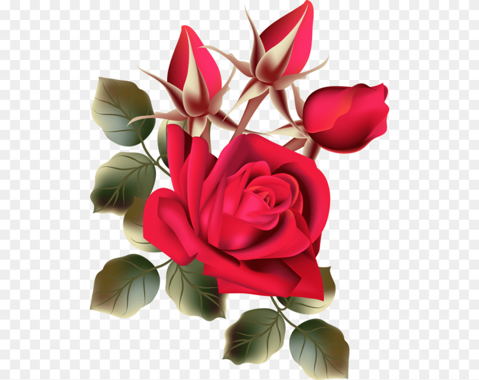 Rose Fresh Flowers, Flower, Plant, Petal, Baby Free Png