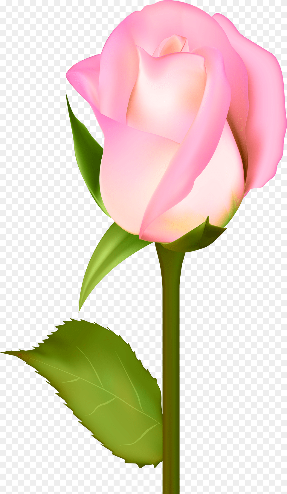 Rose Garden Clipart Portable Network Graphics Png Image