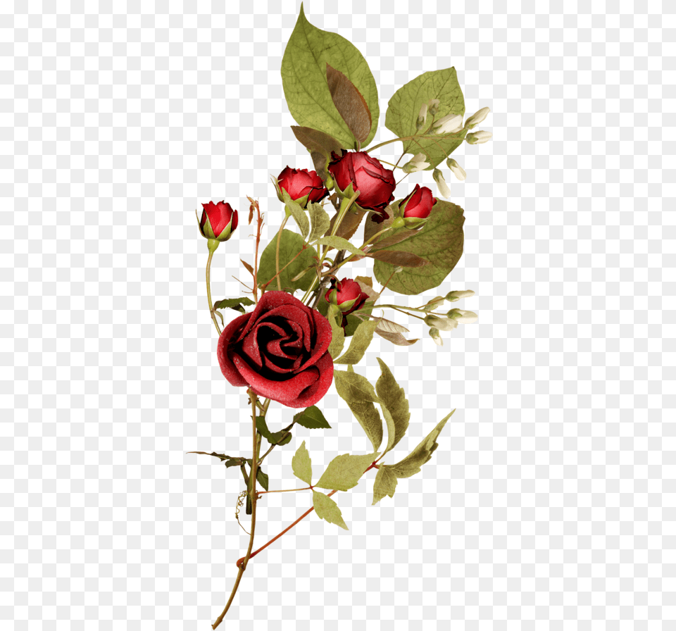 Rose Garden Rosa Con Espina, Flower, Flower Arrangement, Plant, Flower Bouquet Png