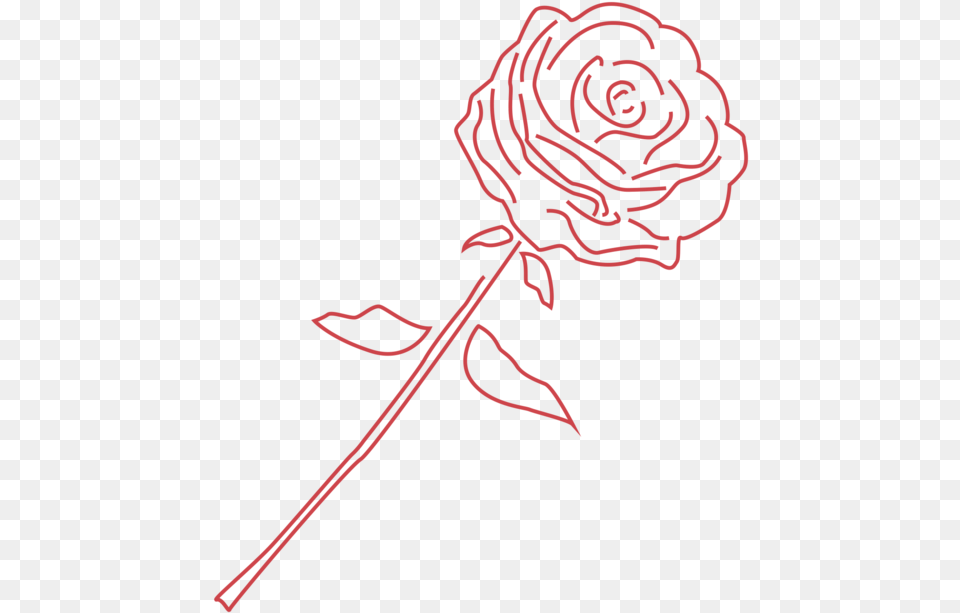 Rose Garden Roses, Flower, Plant, Person Free Transparent Png