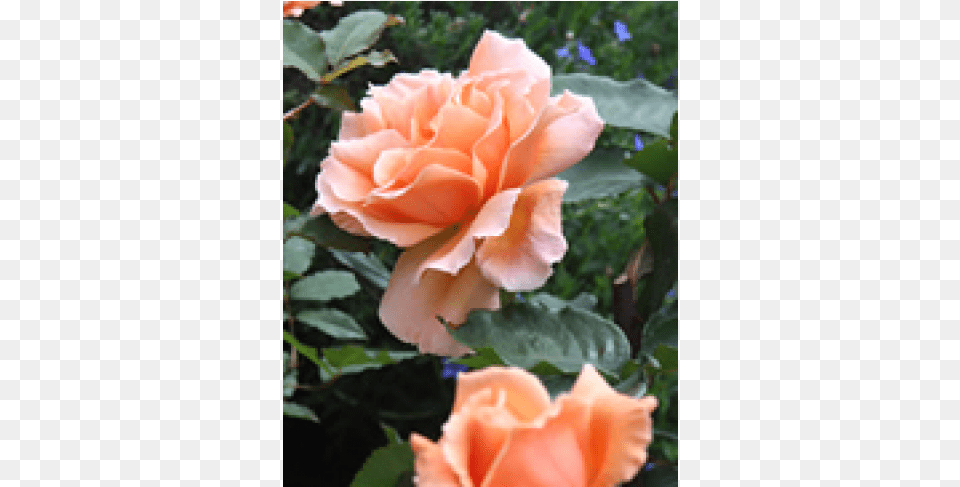 Rose Garden Roses, Flower, Petal, Plant, Person Free Png Download