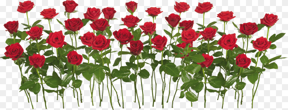 Rose Garden Transparent Background Free Png