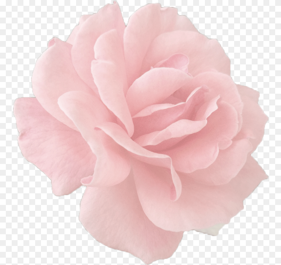 Rose Gold Rose Carnation, Flower, Petal, Plant Free Transparent Png