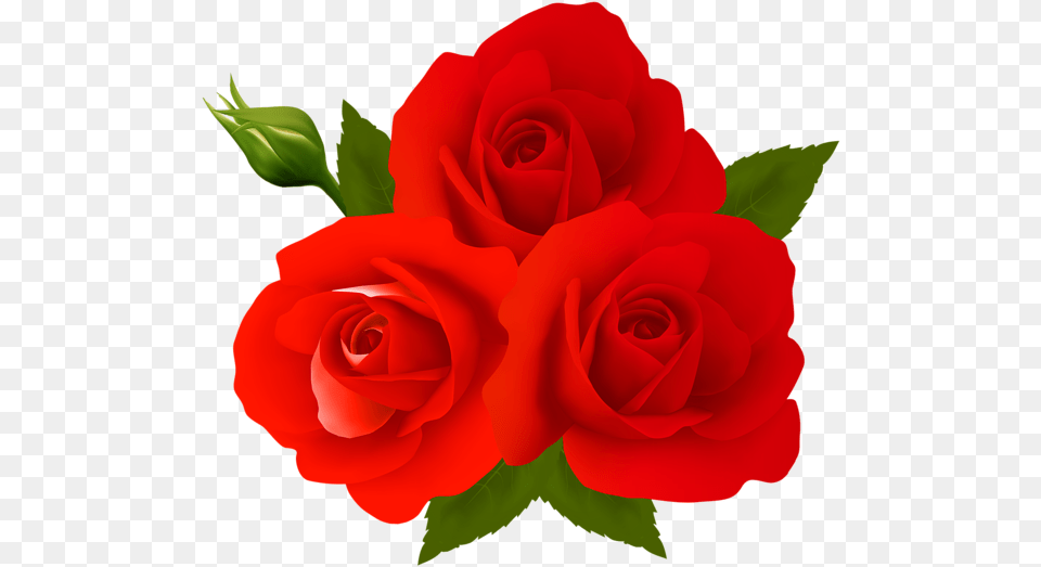 Rose Gulab Ka Phool Download, Flower, Plant Png Image