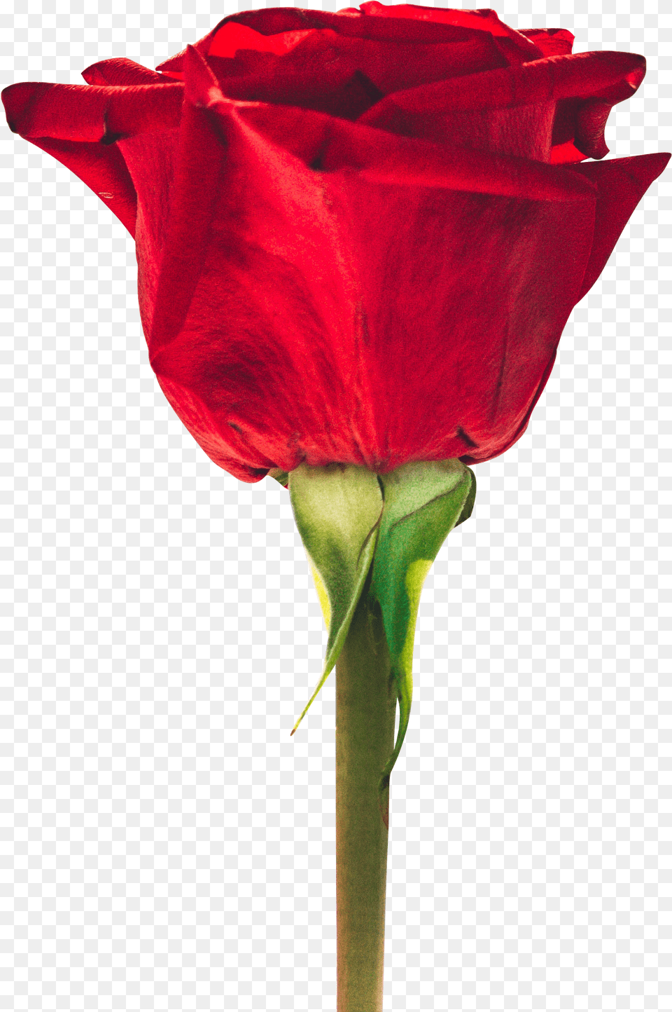 Rose Hd, Flower, Plant, Petal, Person Free Png Download