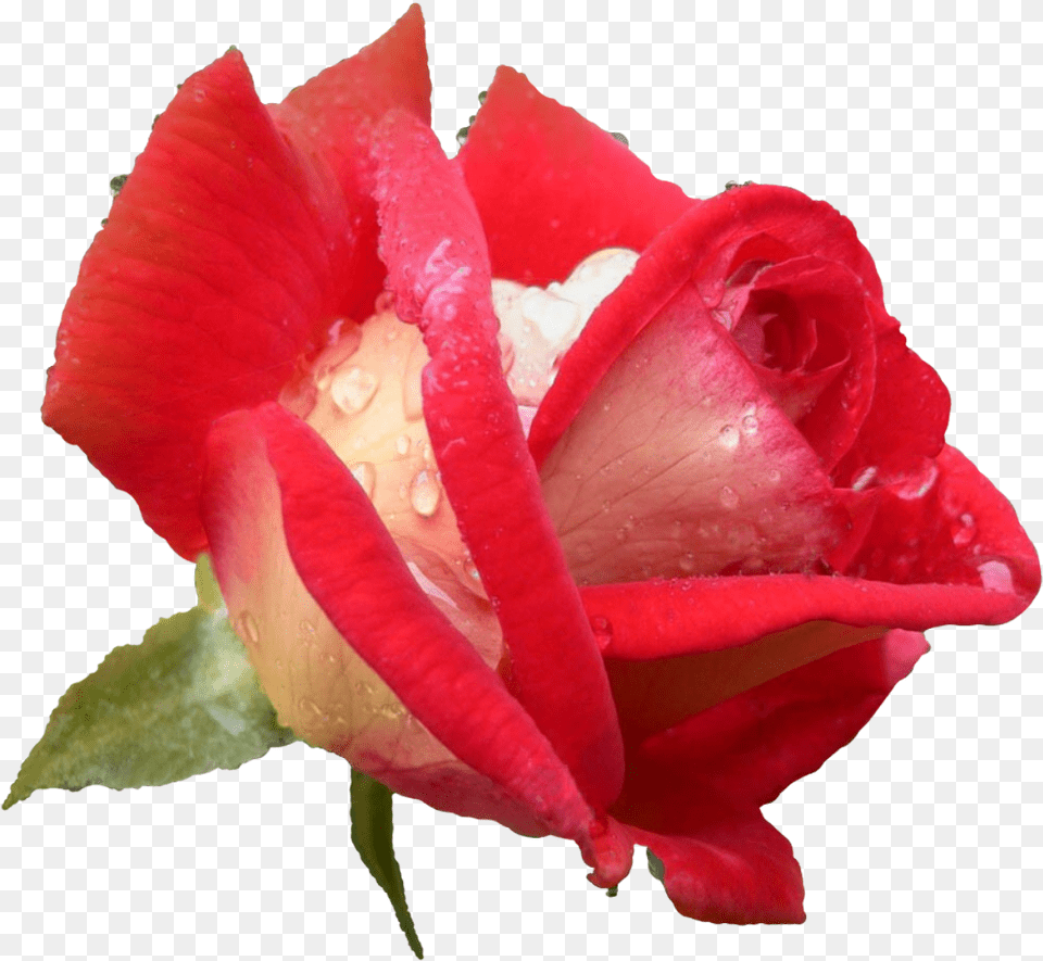 Rose Hd Pics Flowers, Flower, Petal, Plant Png