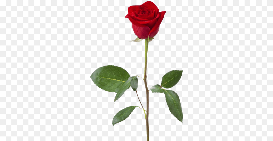 Rose Hd Quality In A Name Shakespeare, Flower, Plant, Leaf Png