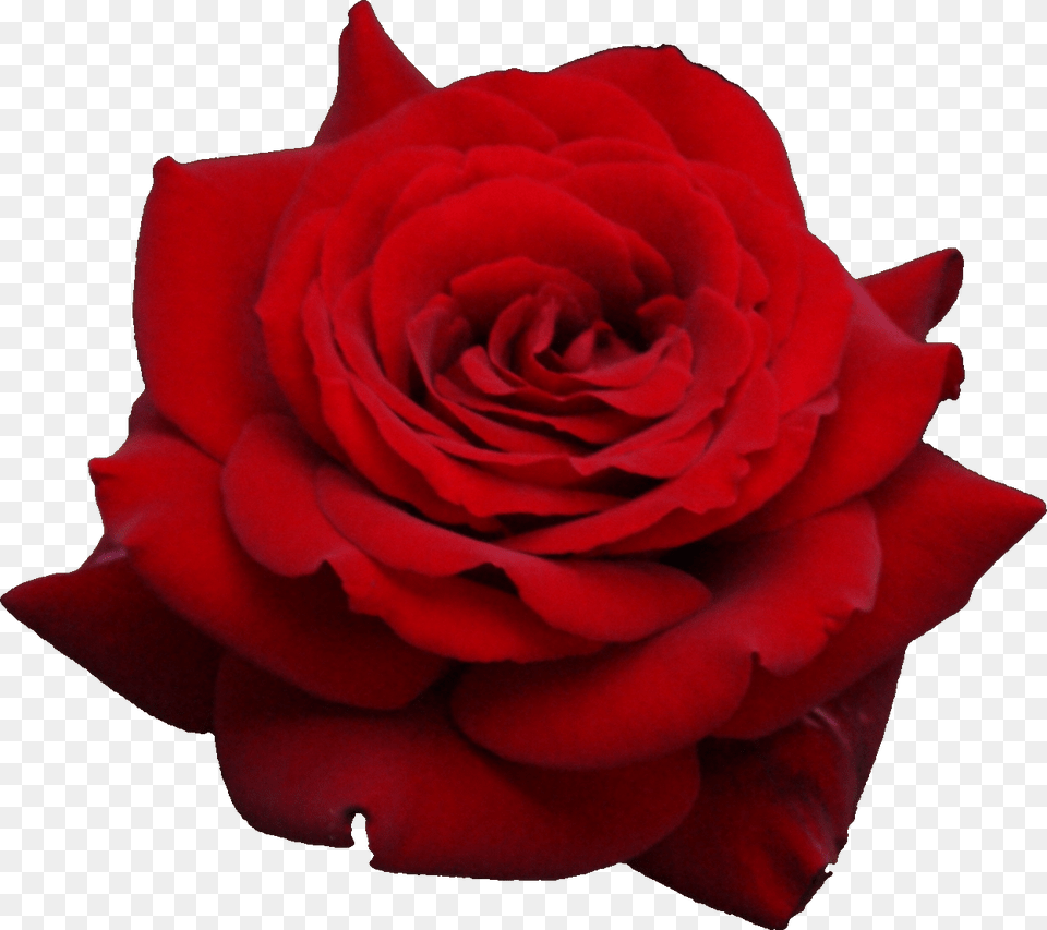 Rose Hd Transparent Rose Hd Images, Flower, Plant, Petal Png Image