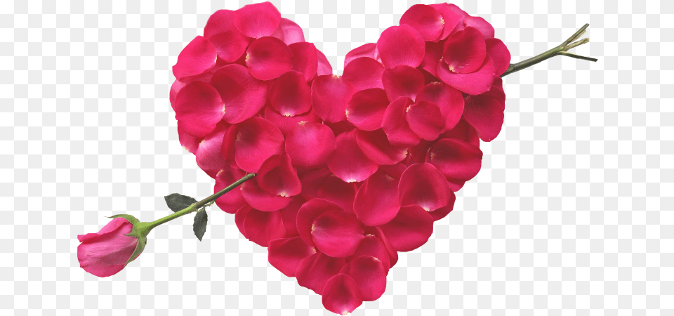 Rose Heart And Arrow Red Rose Bokeh Hd, Flower, Geranium, Petal, Plant Png Image