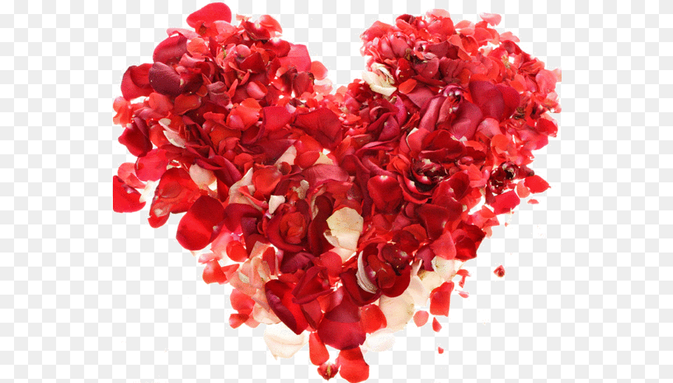 Rose Heart Transparent Multumesc Tuturor Pentru Frumoasele Urari, Flower, Petal, Plant, Carnation Free Png Download