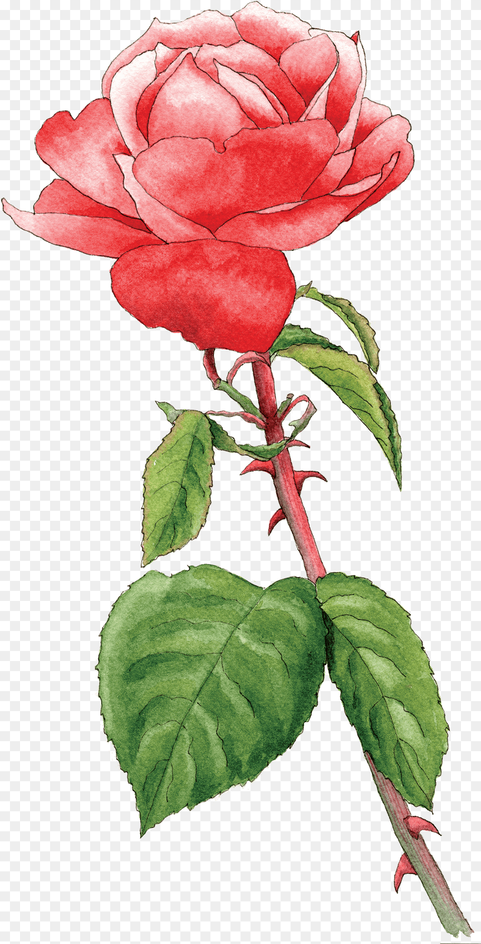 Rose Hot Chocolate Hybrid Tea Rose, Flower, Plant, Leaf, Petal Png