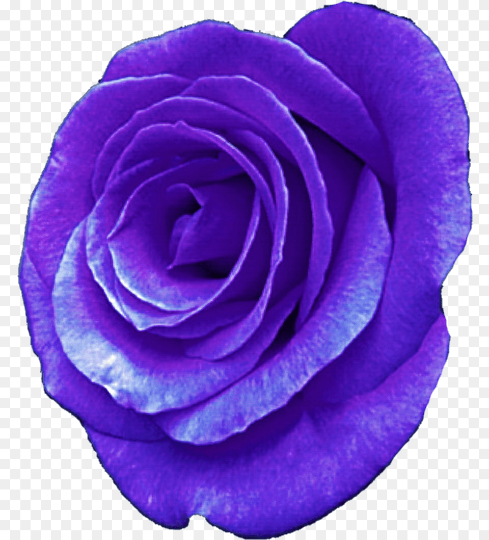 Rose Illustration, Flower, Plant Png Image