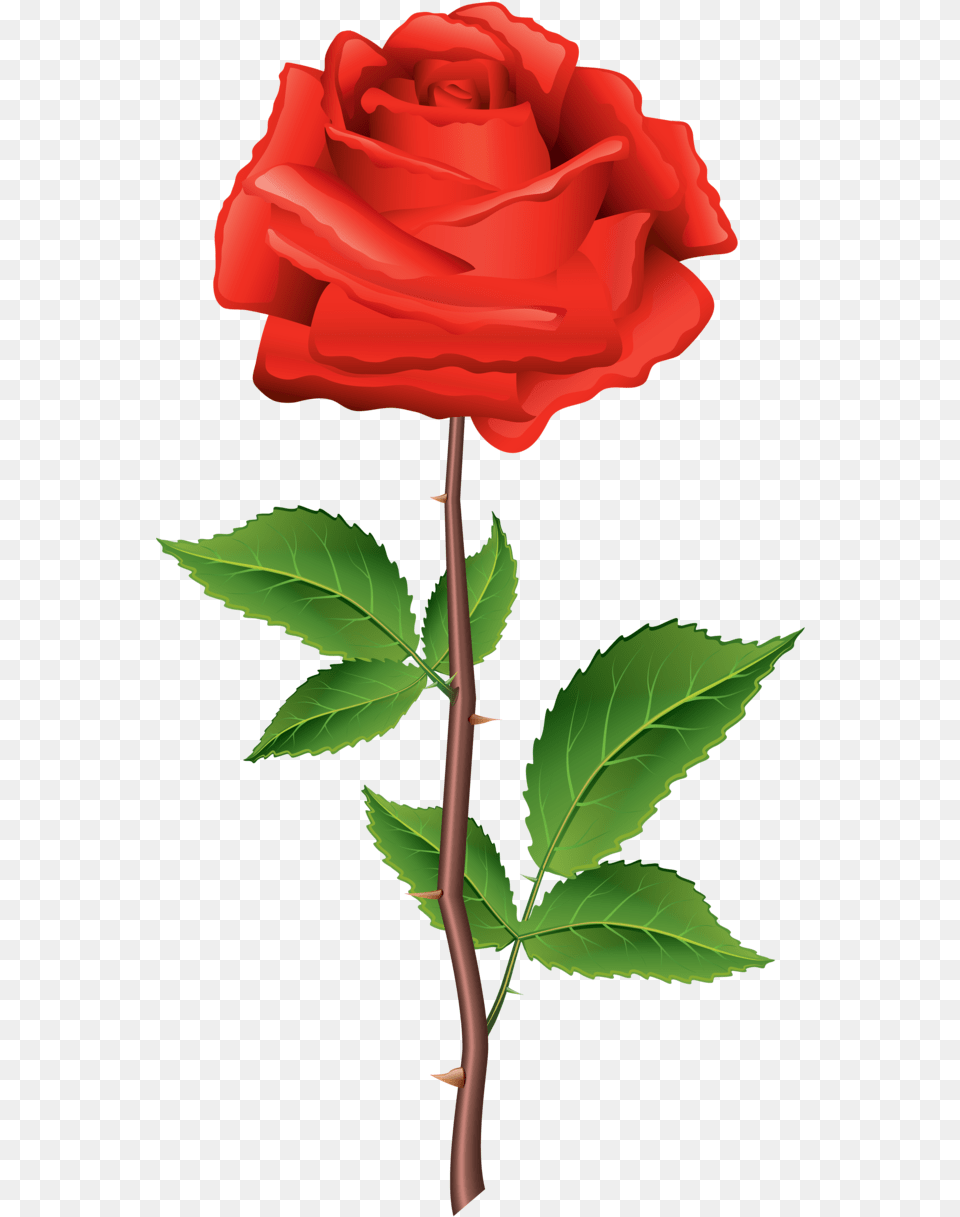 Rose Illustration, Flower, Plant, Leaf Free Png