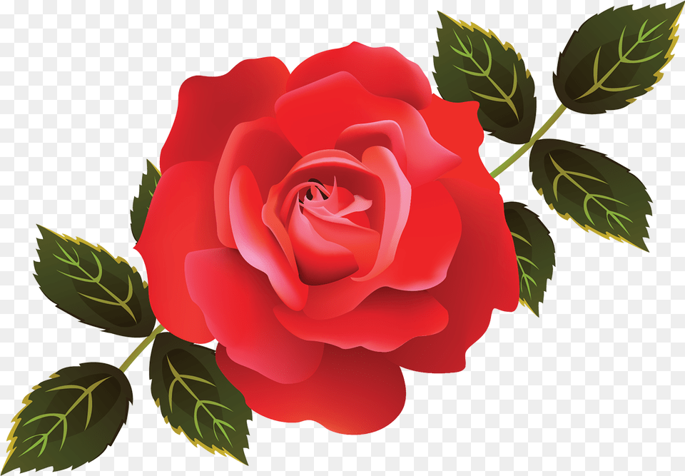 Rose Illustration Garden Roses Cabbage Rose Adobe Rose Illustration, Flower, Plant Free Png Download