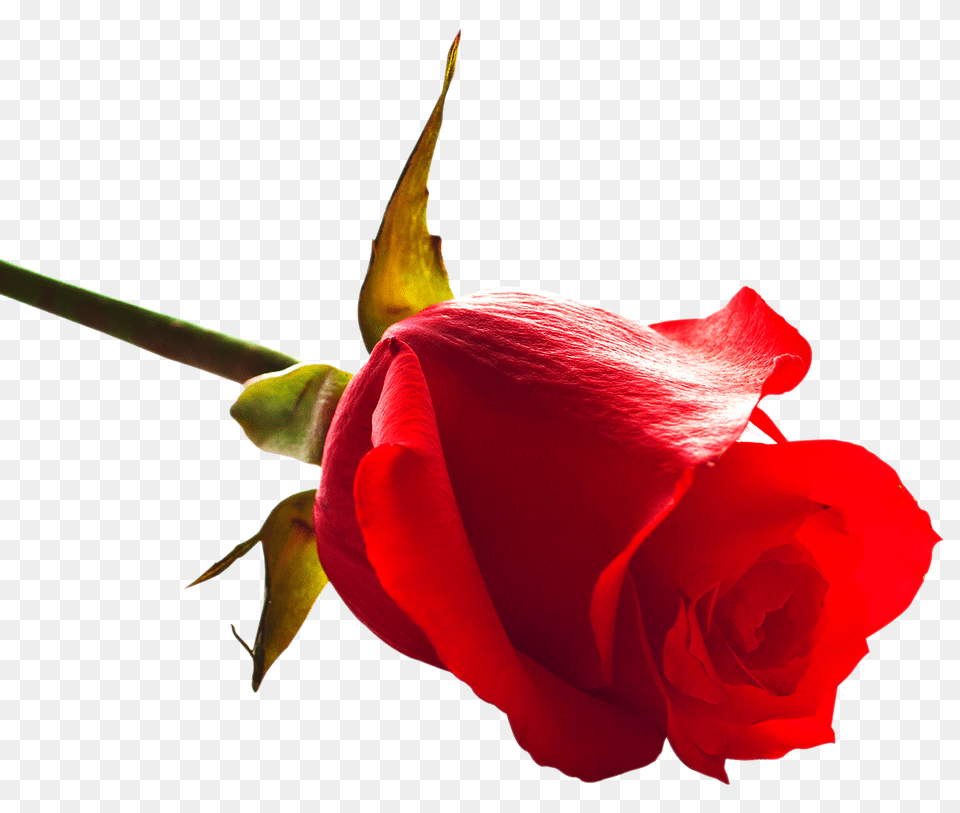 Rose Image, Flower, Plant, Petal Png
