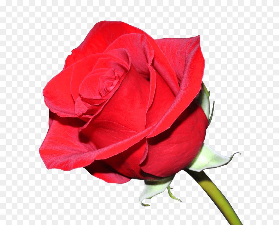 Rose Flower, Plant Png Image