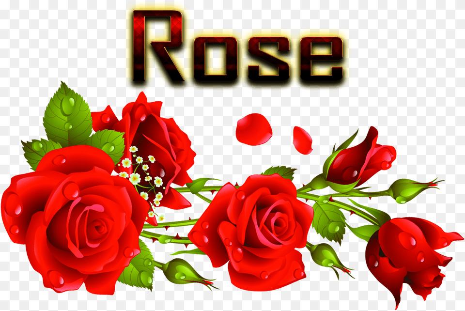 Rose Image File Hd Rose Garden, Flower, Plant, Petal Free Transparent Png