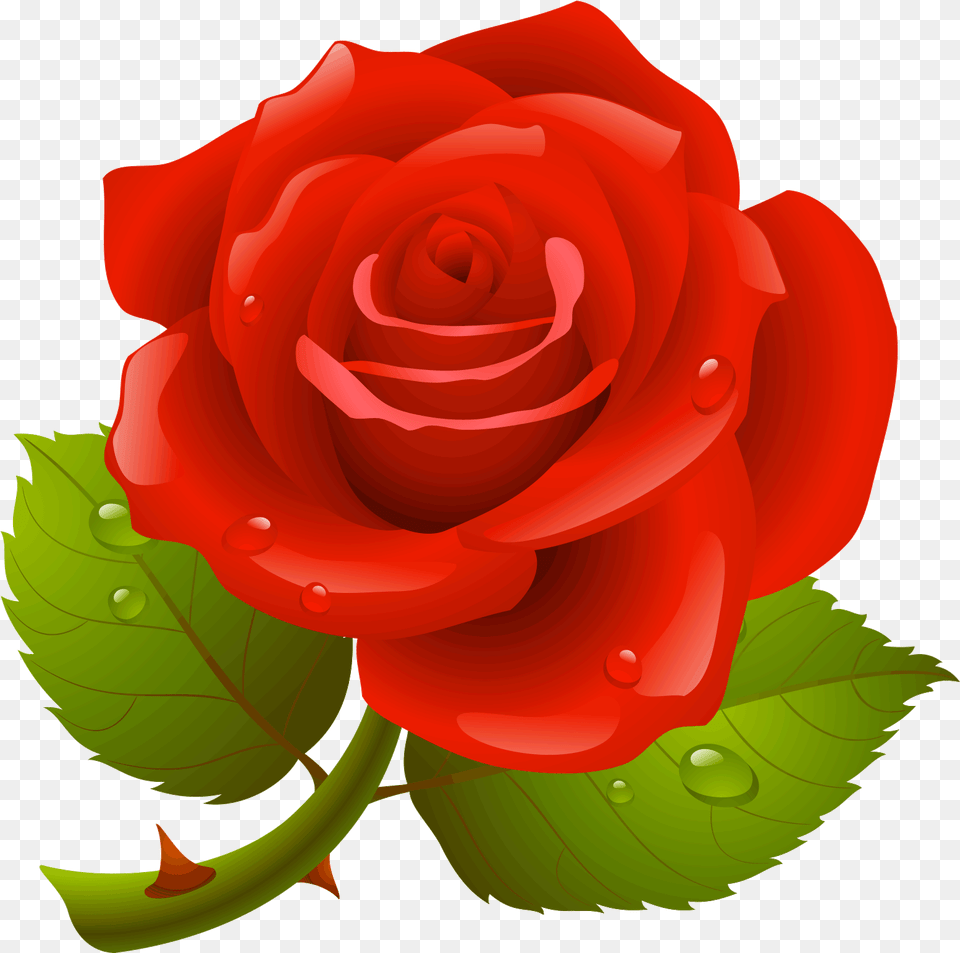 Rose Hd Download, Flower, Plant Png Image