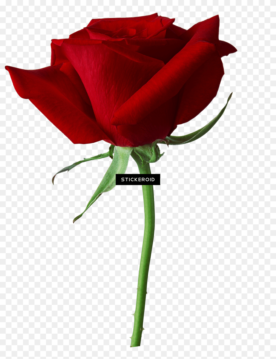 Rose Image Picture, Flower, Plant Png