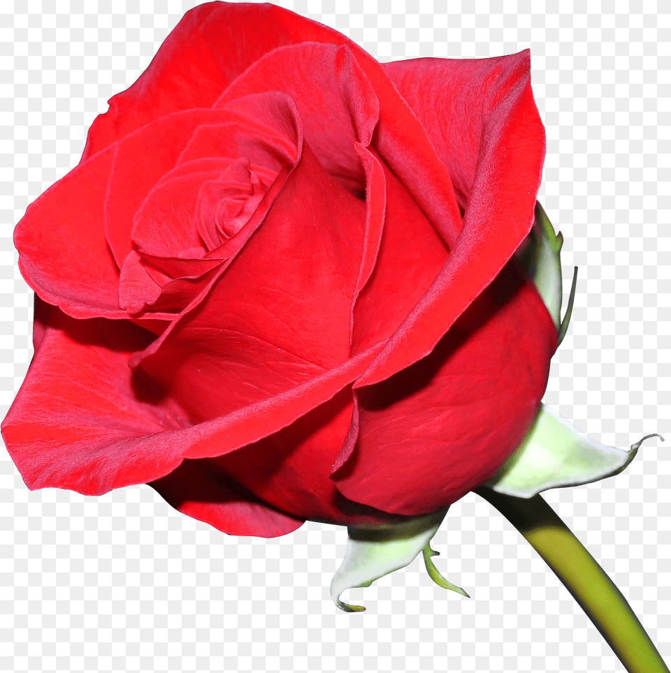 Rose Image Pngpix Rose Flower Transparent Background, Plant Free Png Download