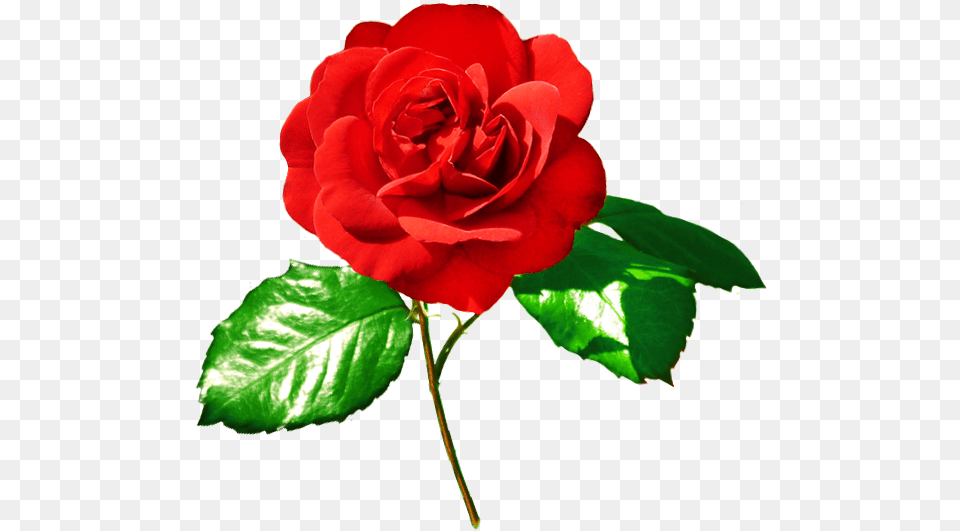 Rose Image Red Rose Red Rose With Green Leaves, Flower, Plant Free Transparent Png