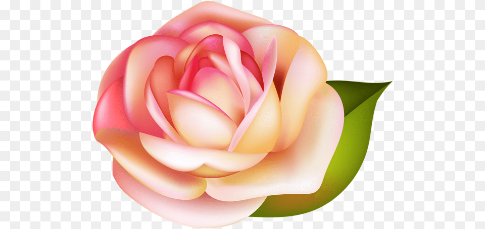 Rose Images Are To Download Rose, Flower, Petal, Plant Free Transparent Png