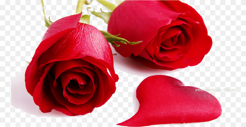Rose Images Download Hd, Flower, Petal, Plant Free Transparent Png