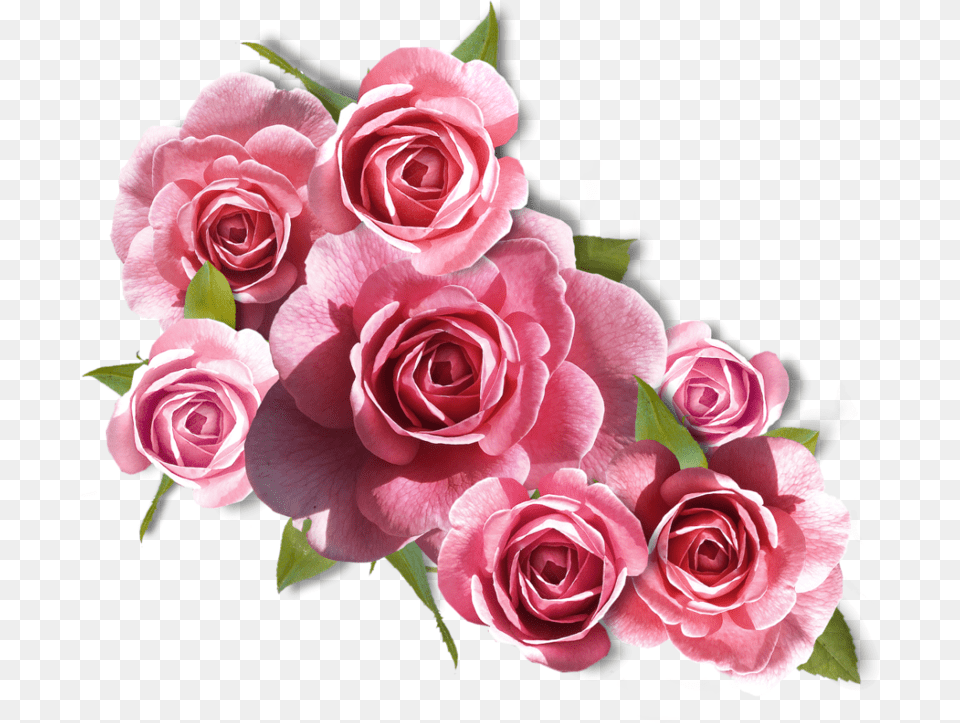 Rose Images Flower Images Rose Pictures Flower Art Ramos De Rosa, Flower Arrangement, Flower Bouquet, Plant, Petal Free Png