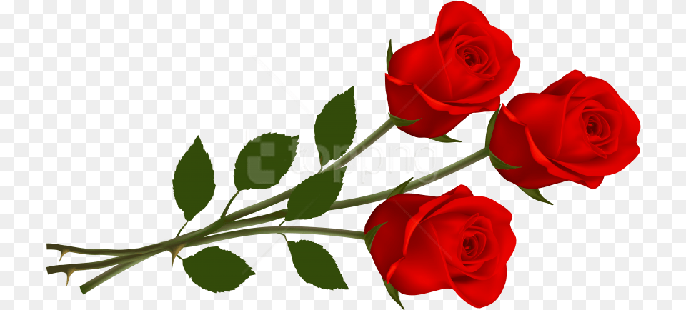 Rose Images Roses Clipart, Flower, Plant Png