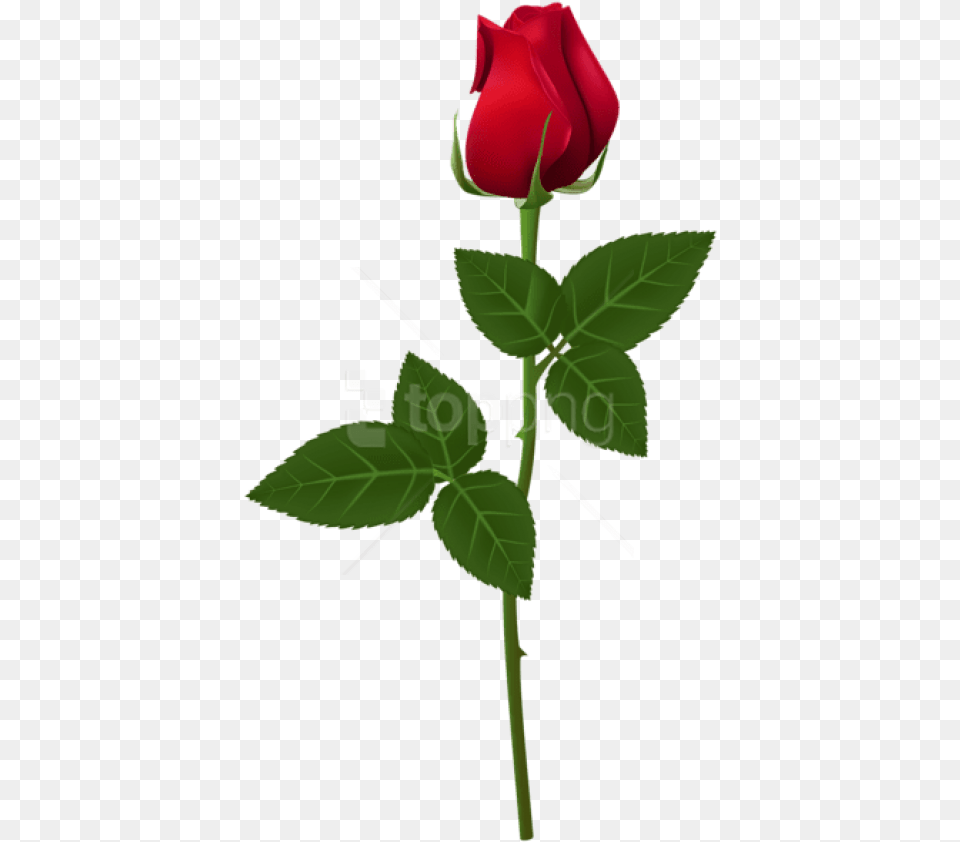 Rose Images Rose For Picsart, Flower, Plant, Leaf Free Transparent Png