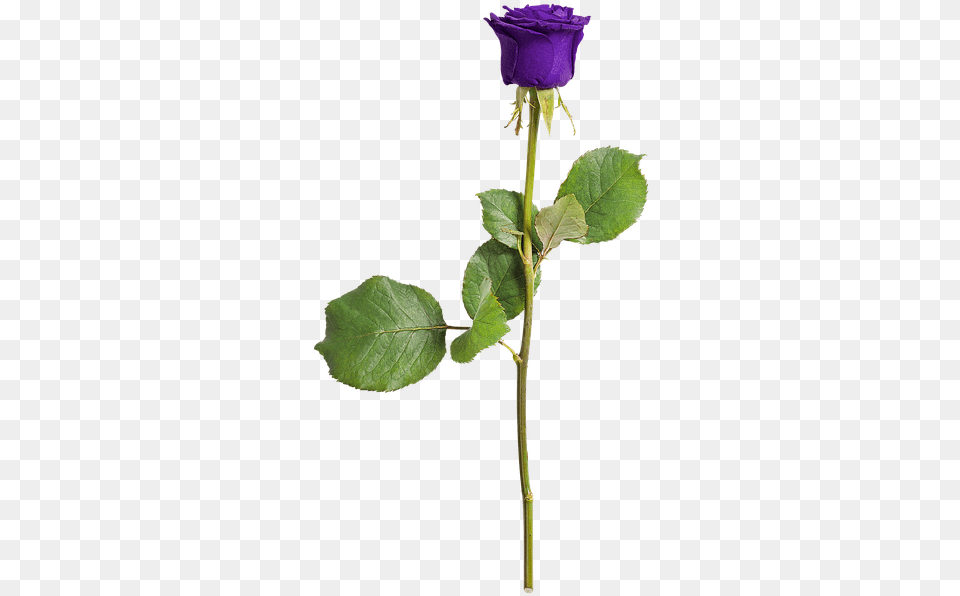 Rose Isolated Love Flower Violet Romance Purple Rose With Stem, Plant, Leaf, Acanthaceae Free Png Download