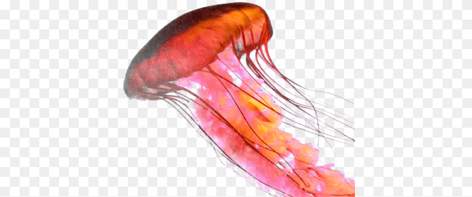 Rose Jellyfish, Animal, Invertebrate, Sea Life, Person Free Transparent Png