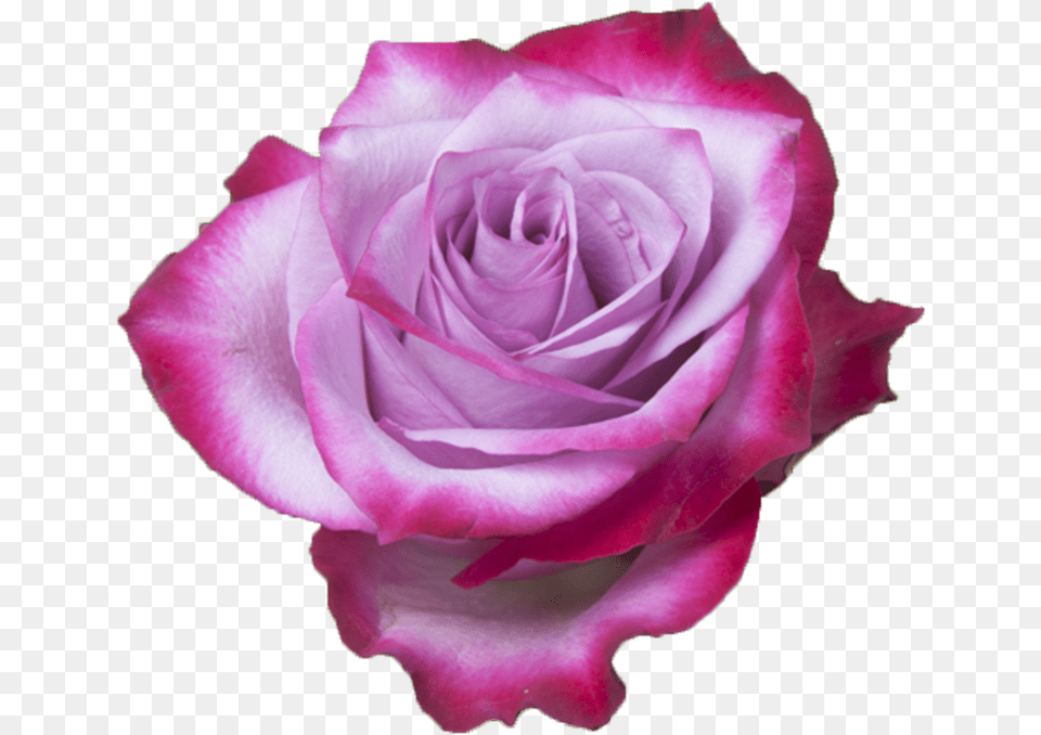 Rose Lavender Deep Purple, Flower, Plant, Petal Png Image