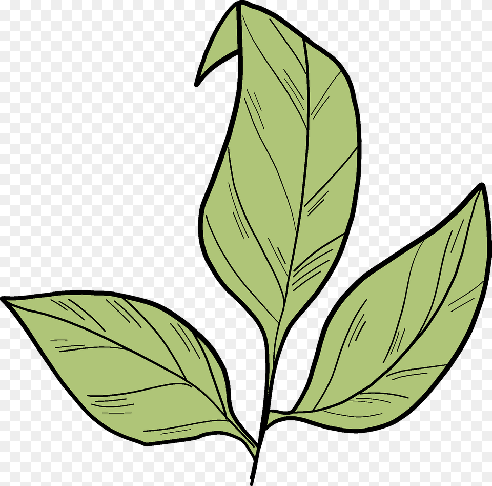 Rose Leaves Clipart, Leaf, Plant, Annonaceae, Tree Png