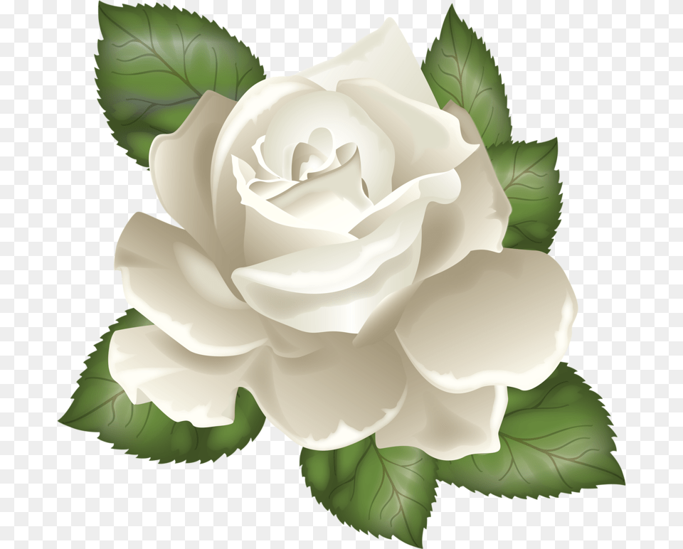 Rose Leaves Clipart White Rose Vector, Flower, Plant Free Png Download