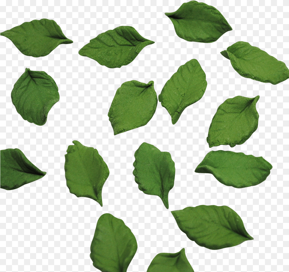 Rose Leaves Rose Leaf, Plant, Annonaceae, Tree Png Image