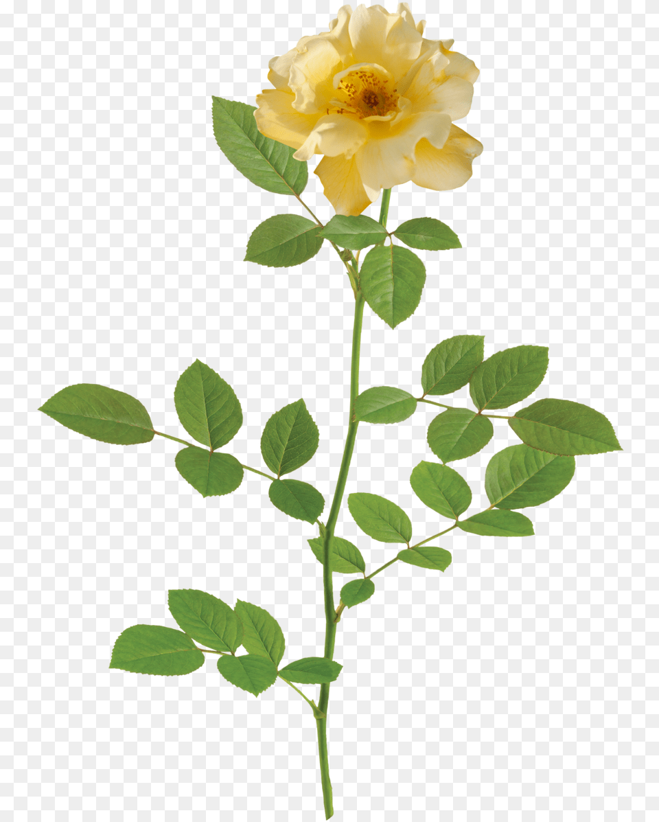 Rose Lemon Drift Rose, Flower, Leaf, Plant, Petal Free Png Download